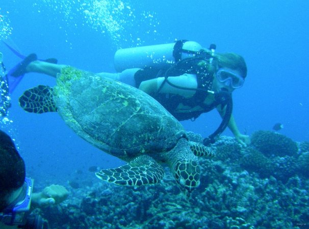 59- Pascale et la tortue 
